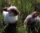 Два молодых кроликов в траве